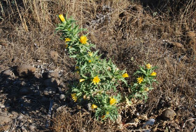 Scolymus hispanicus